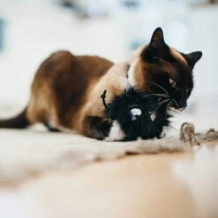 ROYAL CANIN P.L.A.Y. Feline Frenzy Cat Toy Frisky Futball -Supplies Store feline frenzy cat toy frisky futball 197342 0500 none